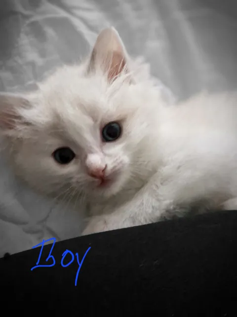 Photo 5 of 7: Pure Bred Ragdoll kittens