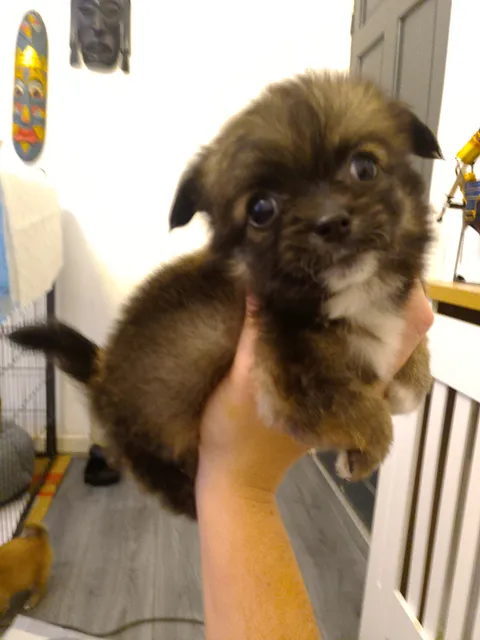 Photo 4 of 8: Amazing pomchis ready on 23rd December