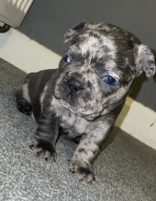 Photo 2 of 6: Pups for sale