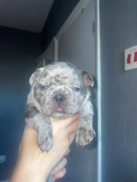 Photo 3 of 6: Pups for sale