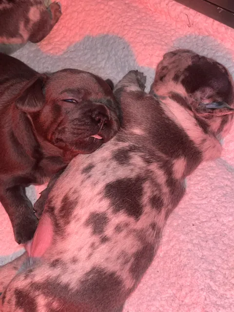 Photo 5 of 6: Pups for sale