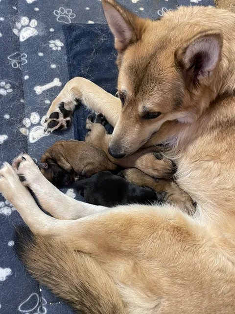 Photo 2 of 8: German shepherd puppies for sale