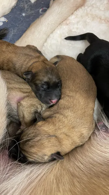 Photo 3 of 8: German shepherd puppies for sale