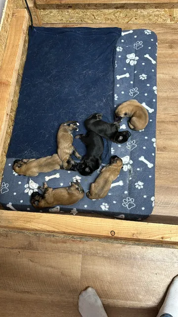 Photo 5 of 8: German shepherd puppies for sale