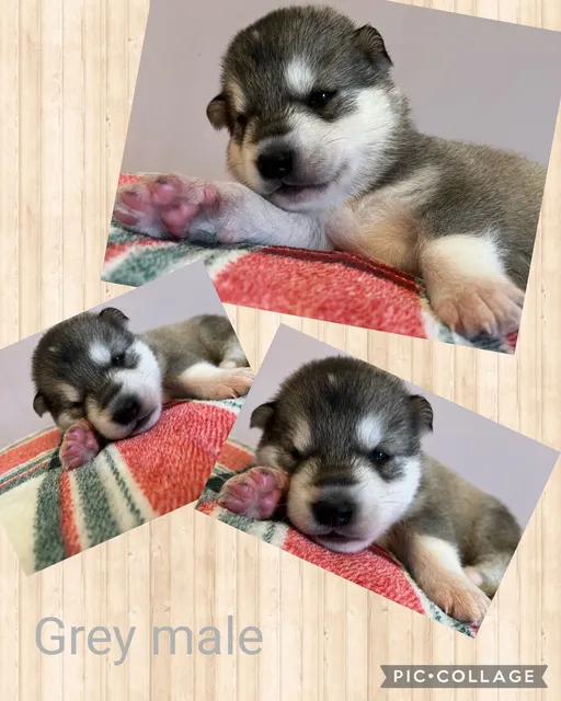 Photo 2 of 8: Siberian husky puppies