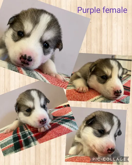 Photo 3 of 8: Siberian husky puppies
