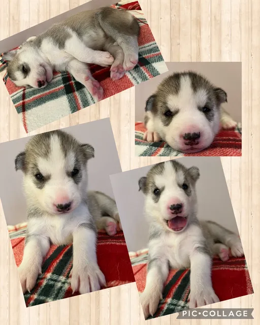 Photo 4 of 8: Siberian husky puppies