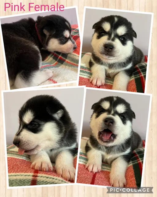 Photo 5 of 8: Siberian husky puppies