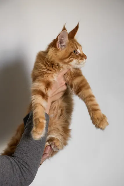 Photo 3 of 12 (Nashira): 4 beautiful Russian import kittens tica