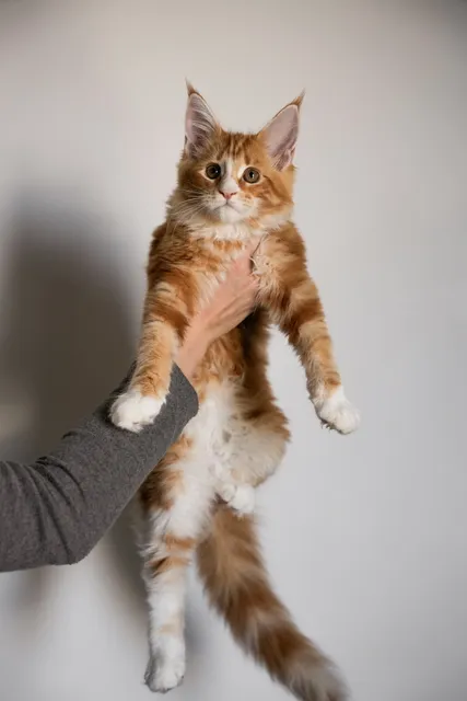 Photo 4 of 12 (Nivara): 4 beautiful Russian import kittens tica