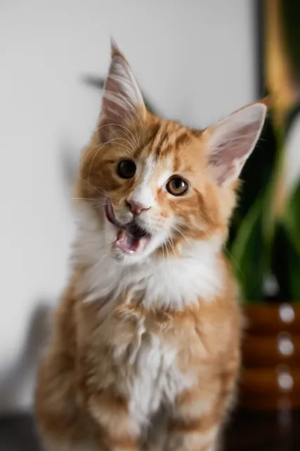 Photo 5 of 12 (Nivara): 4 beautiful Russian import kittens tica