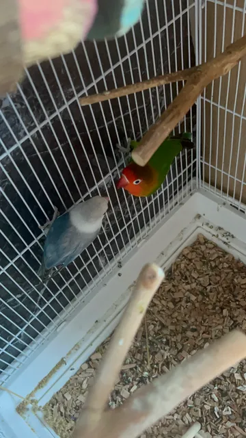 Lovebirds in B36