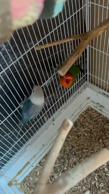 Photo 2 of 5: Breeding pair Love birds