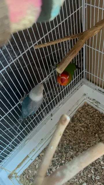 Photo 3 of 5: Breeding pair Love birds