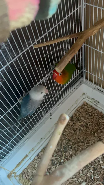 Photo 4 of 5: Breeding pair Love birds