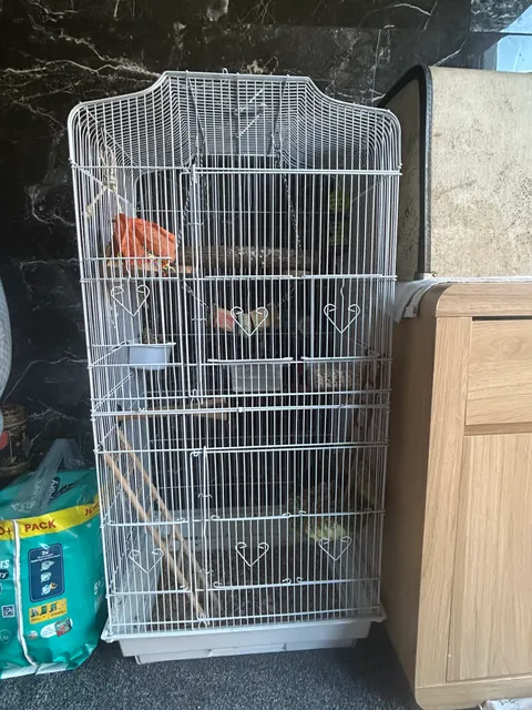 Photo 5 of 5: Breeding pair Love birds