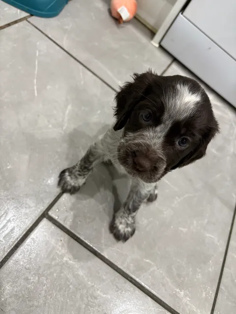 Photo 2 of 5: Last KC working cocker male