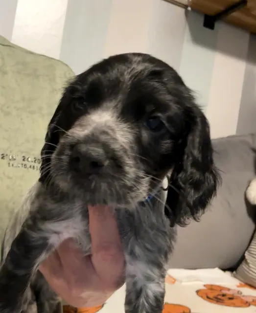 Cocker Spaniel in FK3