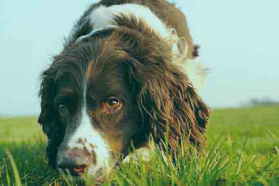 English Springer Spaniel