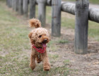Toy Poodle Running
