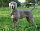 Weimaraner
