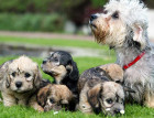 Adult Dandie Dinmont Terrier and Puppies