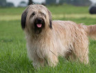 Adult Catalan Sheepdog