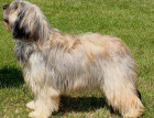 Portuguese Sheepdog