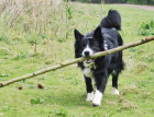 Welsh Collie Playing