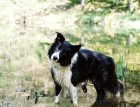 Welsh Collie In Water
