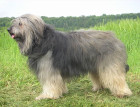 Catalan Sheepdog