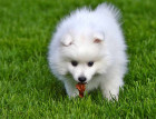 Japanese Spitz Puppy