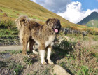 Adult Caucasian Shepherd Dog