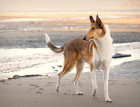 Adult Smooth Collie
