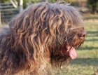 Portuguese Sheepdogs Face