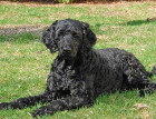 Adult Portuguese Water Dog