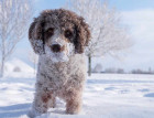 Lagotto Romagnolo In Snow