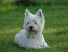 Adult West Highland Terrier