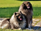 Two Keeshond Dogs