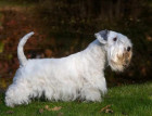 Adult Sealyham Terrier
