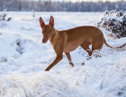 Pharaoh Hound In The Snow
