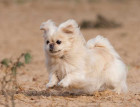Adult Pekingese Dog