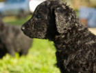 Curly Coated Retriever Puppy
