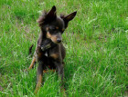 Young Russian Toy Terrier