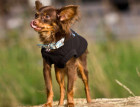 Adult Russian Toy Terrier