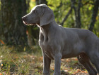 Weimaraners Face