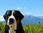 Greater Swiss Mountain Dogs Face