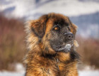 Leonbergers Face