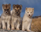 Greenland Dog Puppies
