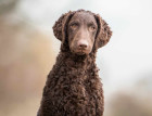 Curly Coated Retrievers face